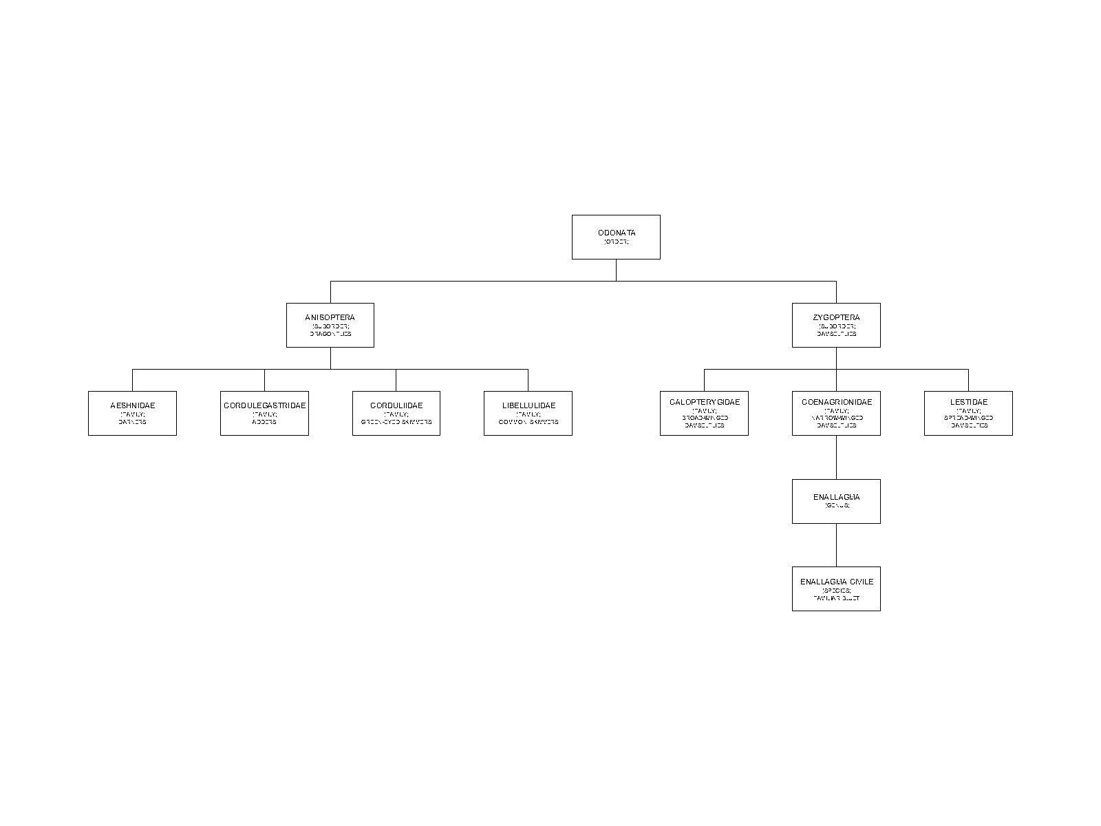 Odonata Taxonomy Diagram