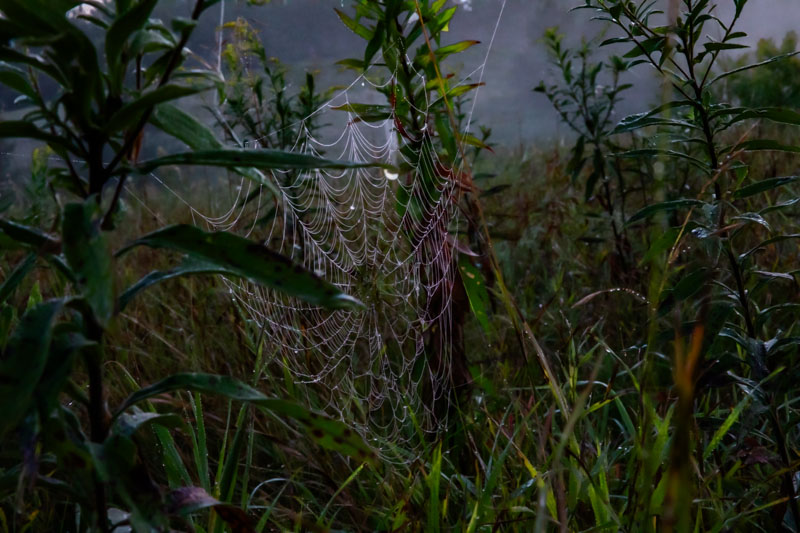 Orb-weaver web in morning dew