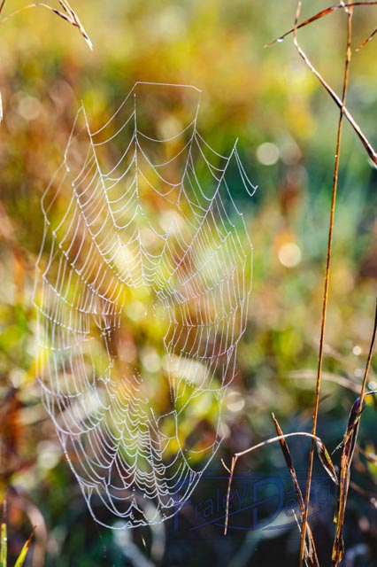 Black-and-Yellow Garden Spider resting at the center of its web among purple and green autumn foliage.