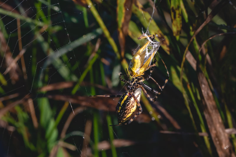 Female Black-and-Yellow Garden Spider wrapping a grasshopper in silk.
