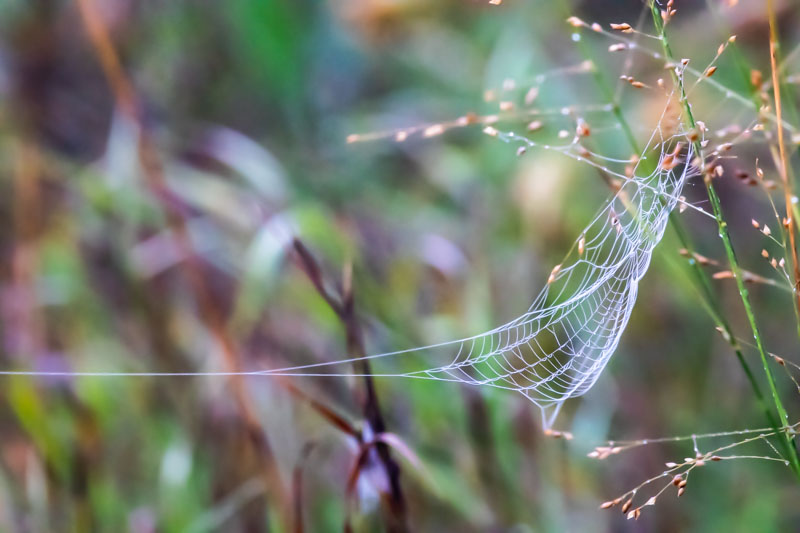 Orb web illuminated by first light among meadow grasses.