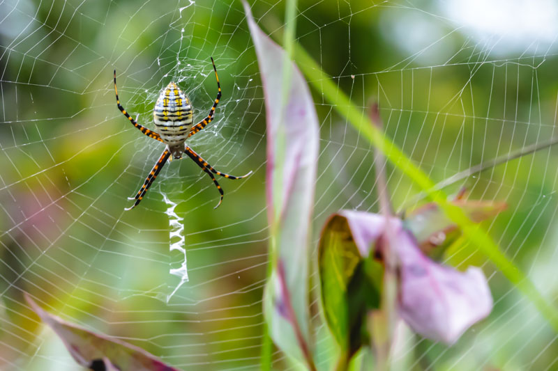 Female Black-and-Yellow Garden Spider positioned at the center of its orb web.