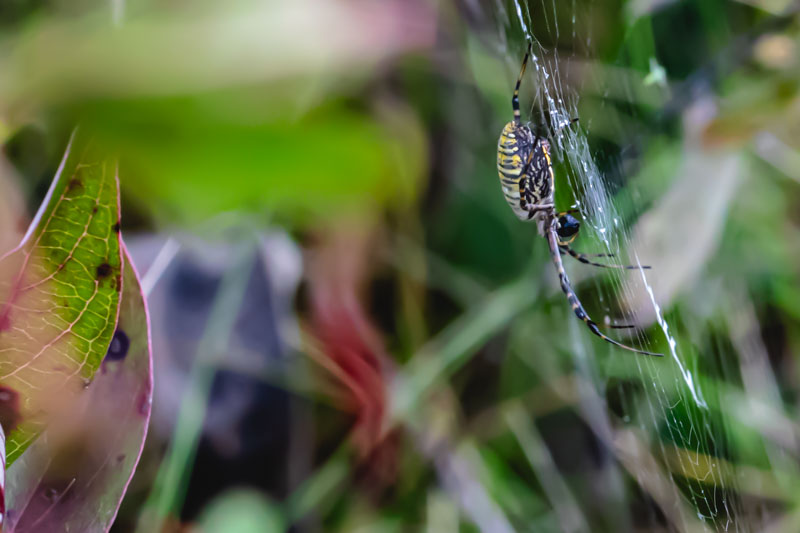 Female Black-and-Yellow Garden Spider working among newly placed silk strands.
