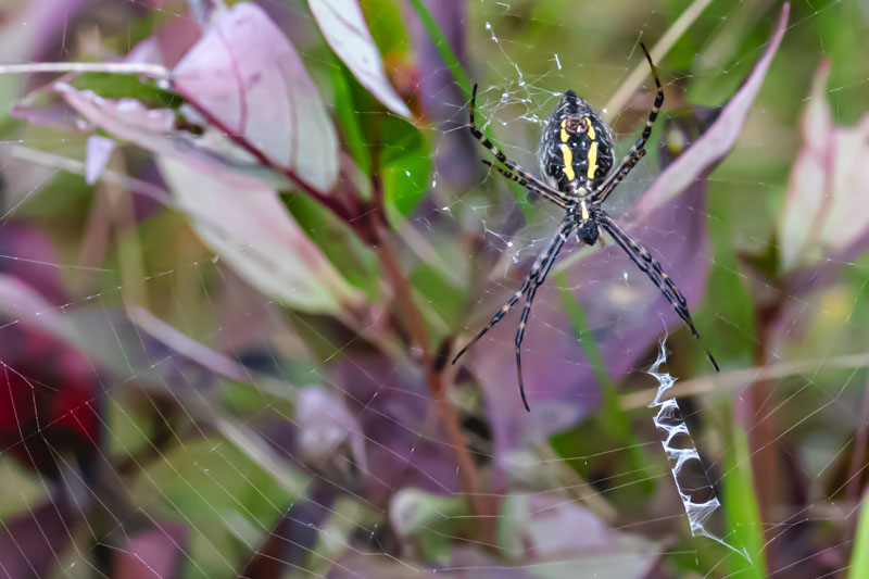 Curved section of an orb web suspended between fine meadow stems.