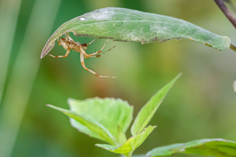 Male Black-and-Yellow Garden Spider sheltering beneath a leaf.