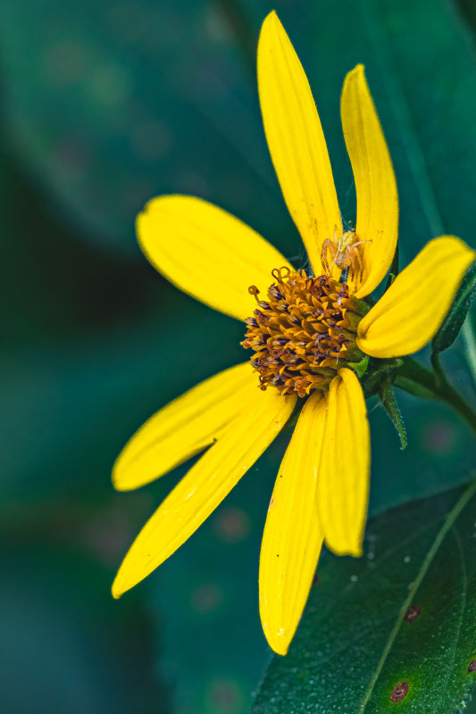 Crab spider on yellow wildflower
