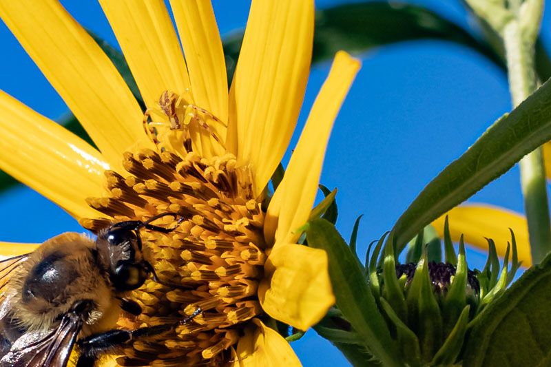 Crab spider ambushing bee on flower
