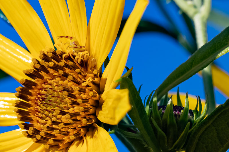 Crab spider camouflaged in yellow bloom