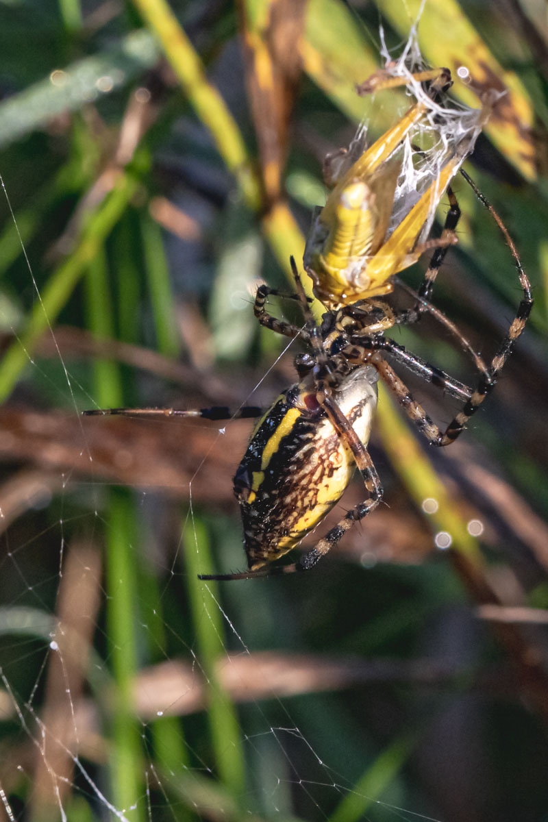 A female Argiope aurantia subdues her catch, a grasshopper in silk.