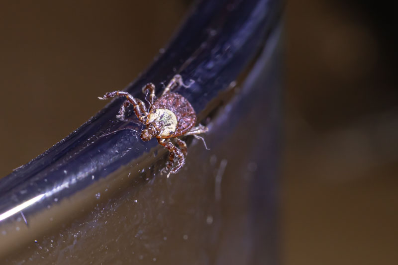 Pale scutum on a Rocky Mountain wood tick