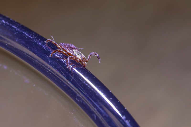 Low side view of a Rocky Mountain wood tick