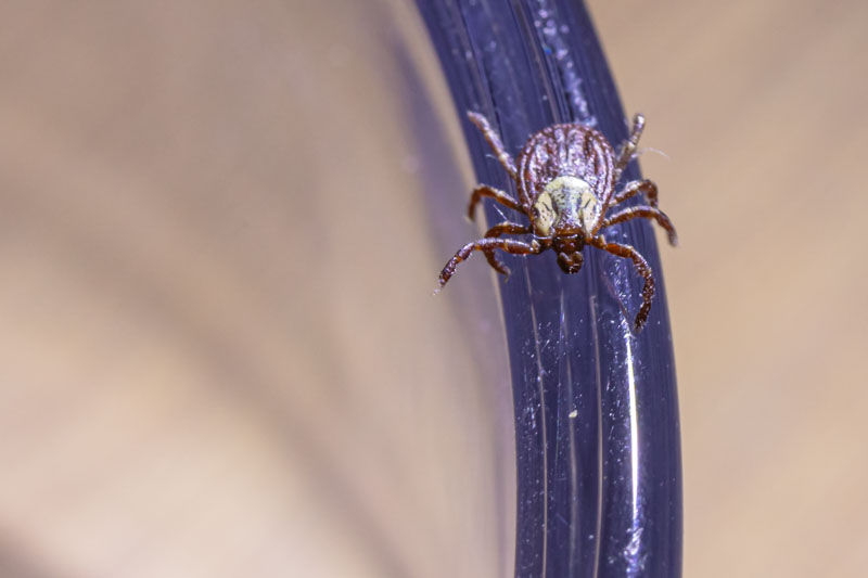 Front view of a Rocky Mountain wood tick