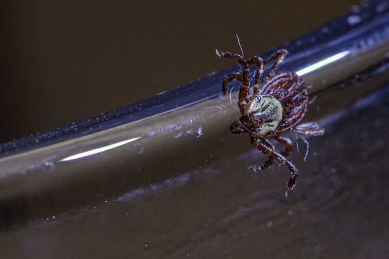 Rocky Mountain wood tick viewed from above