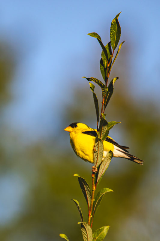 American Goldfinch perched on a branch