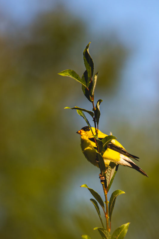 American Goldfinch partially hidden by leaves