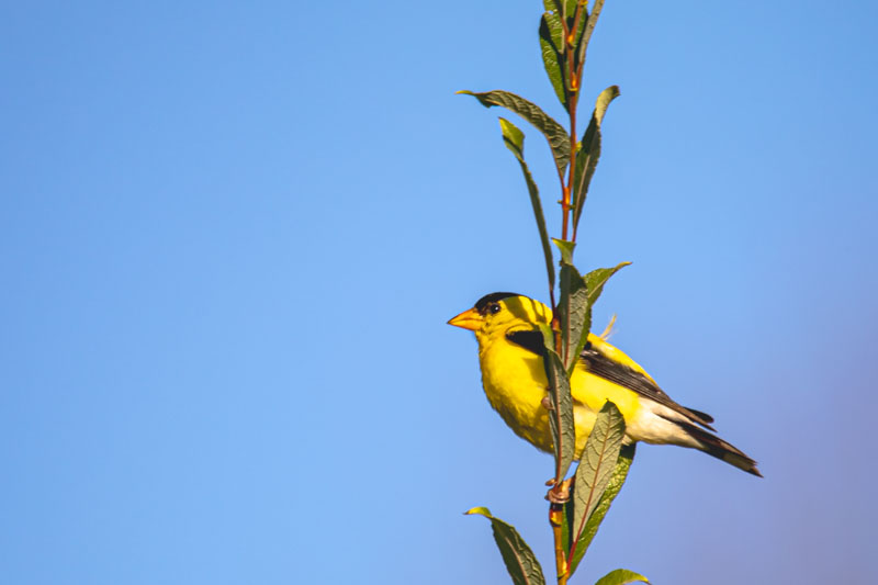 American Goldfinch