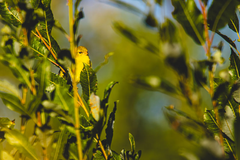 Female American Goldfinch peeking through foliage