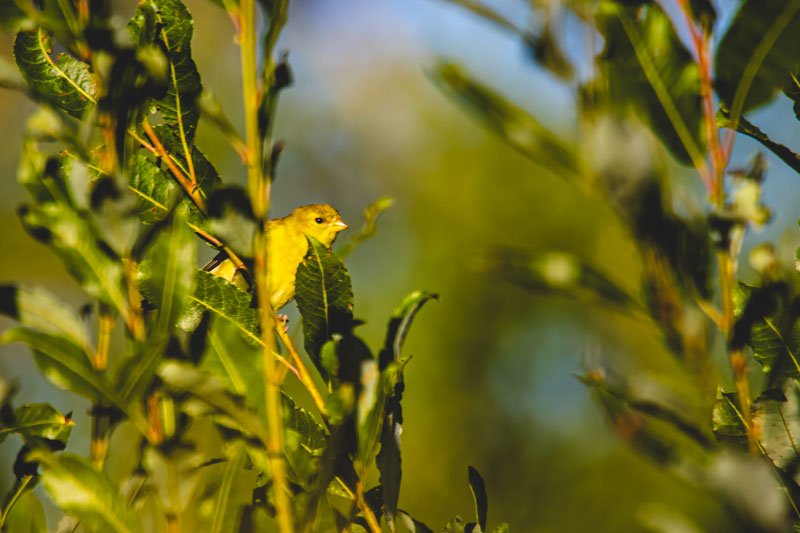 Female American Goldfinch among branches