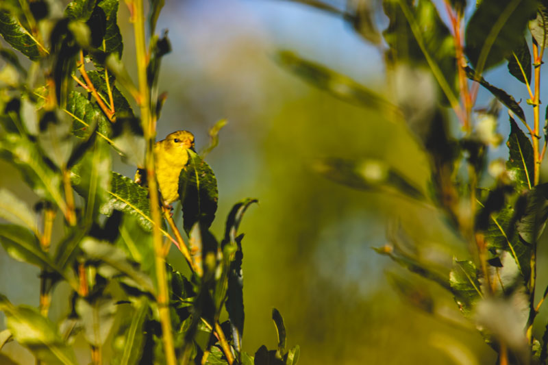 Female American Goldfinch looking through leaves