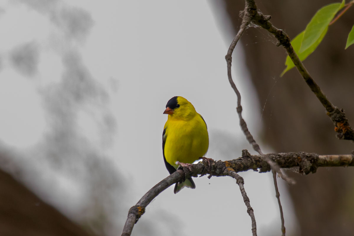 American Goldfinch frontal portrait