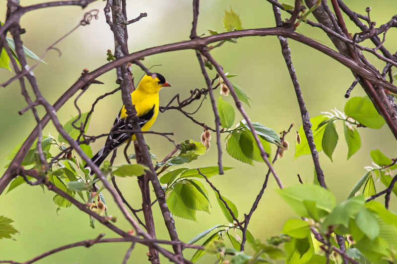 American Goldfinch showing wing detail