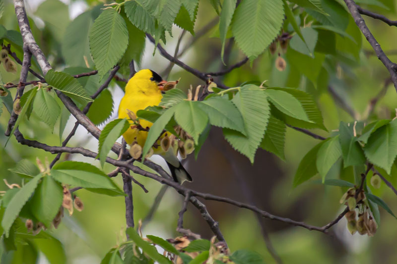 American Goldfinch feeding among leaves