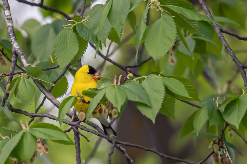 American Goldfinch with seed in beak
