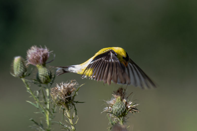 American Goldfinch flying above thistles with wings spread