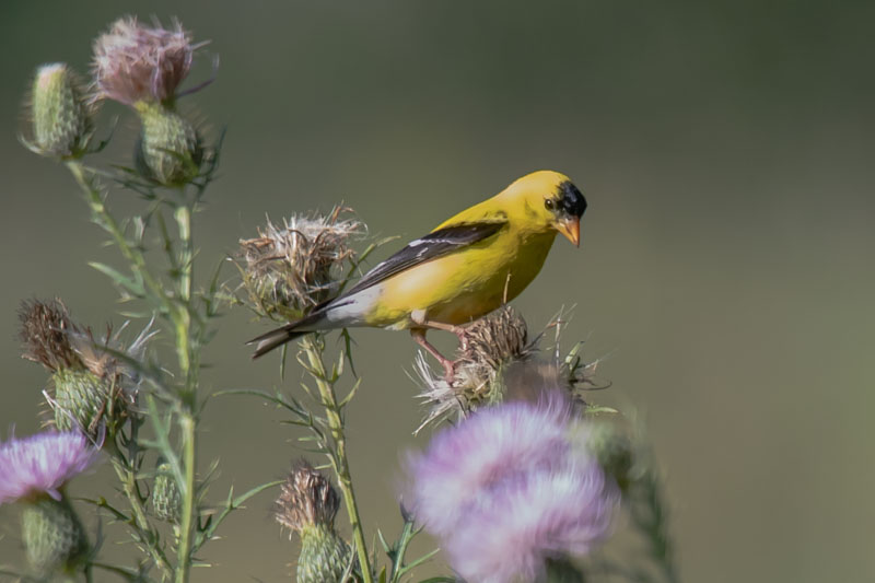 Male American Goldfinch perched among thistles