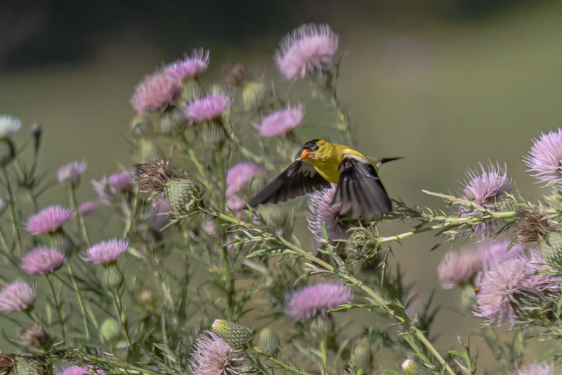 American Goldfinch flying through a flowering thistle patch