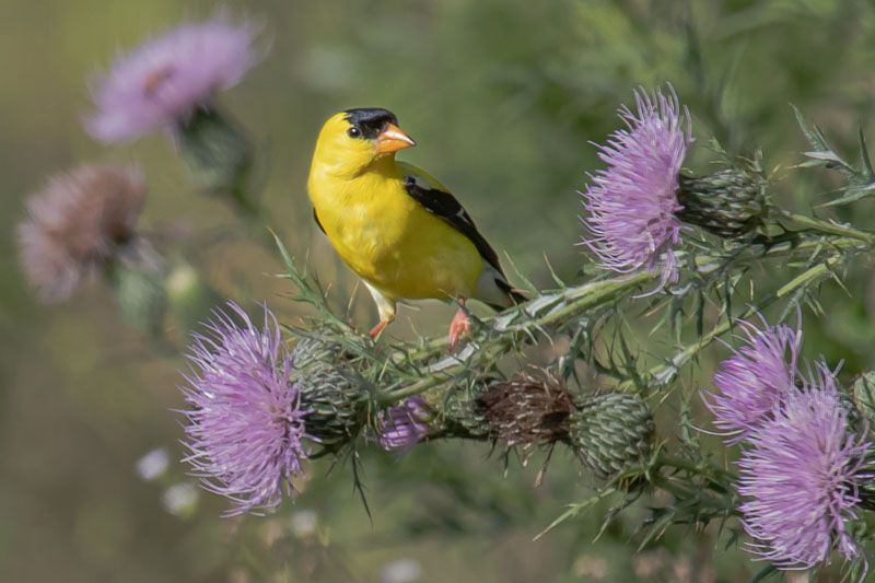 American Goldfinch perched among flowering thistles