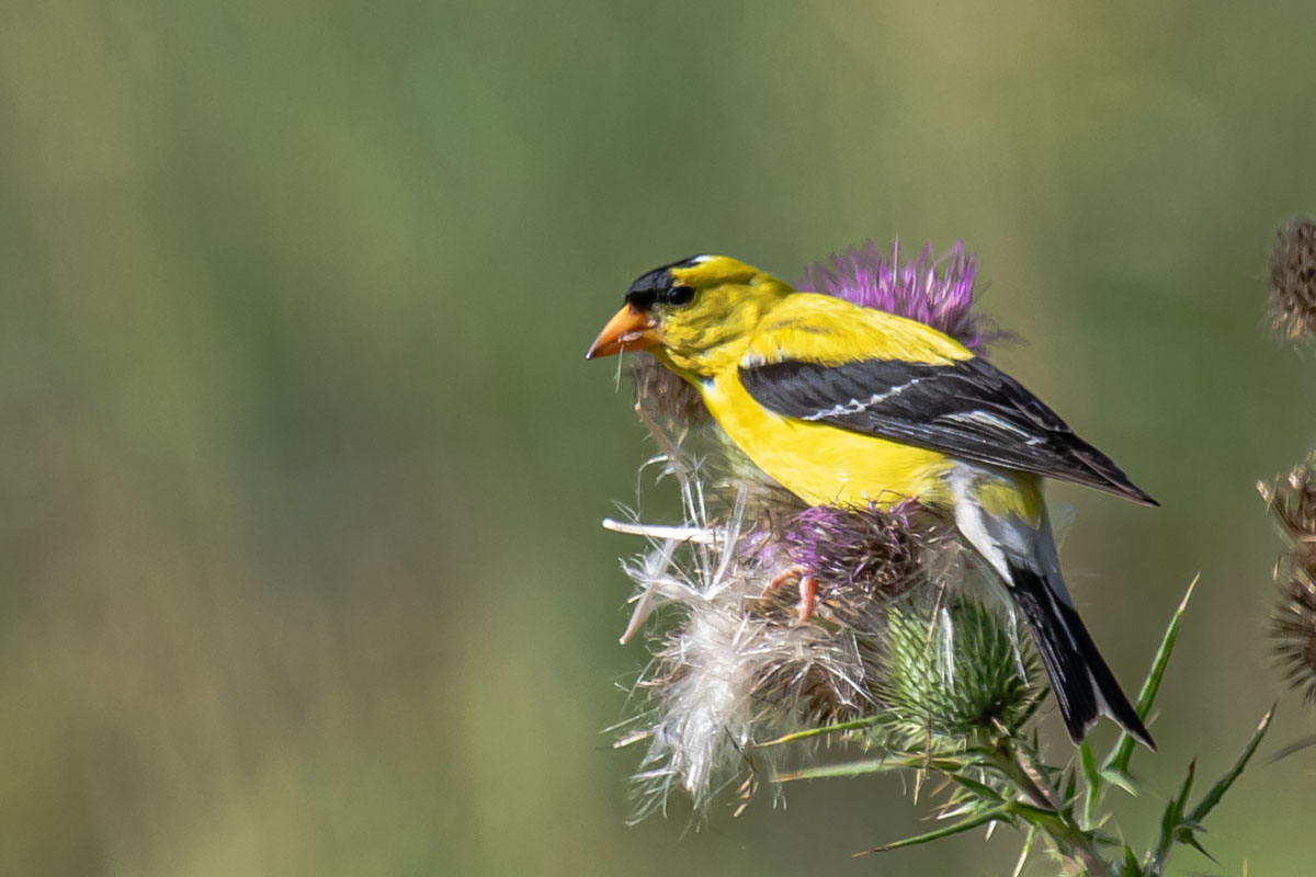 American Goldfinch perched on a thistle while feeding
