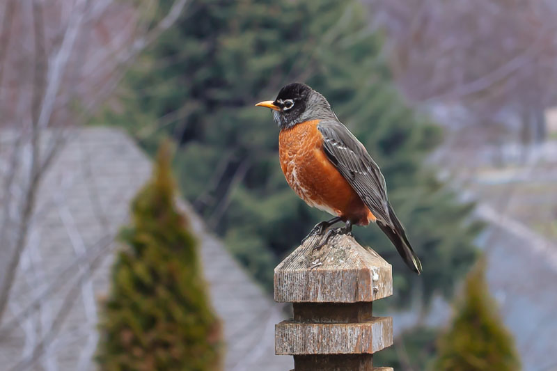 American Robin perched upright on a weathered wooden post against a softly blurred spring background.