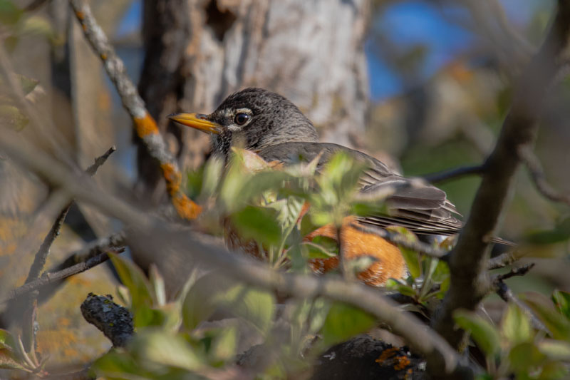 American Robin in side profile among crossing branches and fresh green leaves, with its orange breast partly visible.