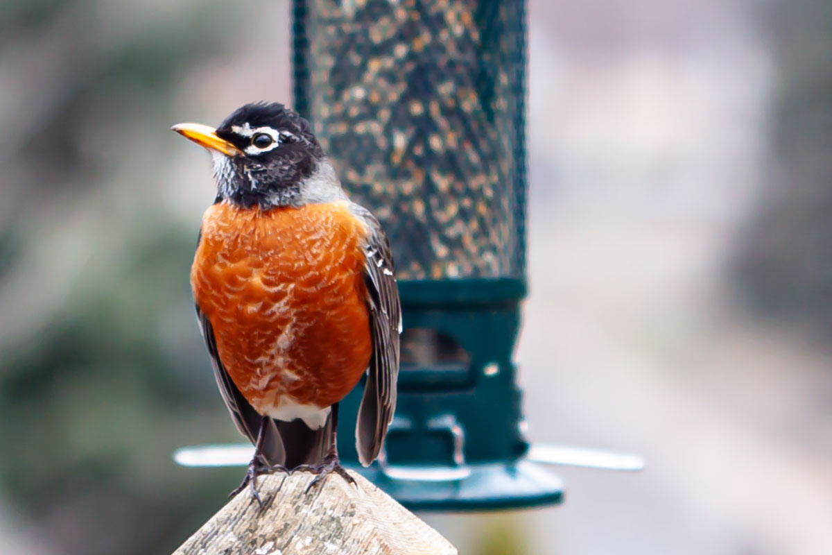American Robin