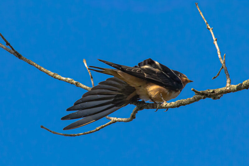 Juvenile Barn Swallow spreading one wing while perched against a blue sky