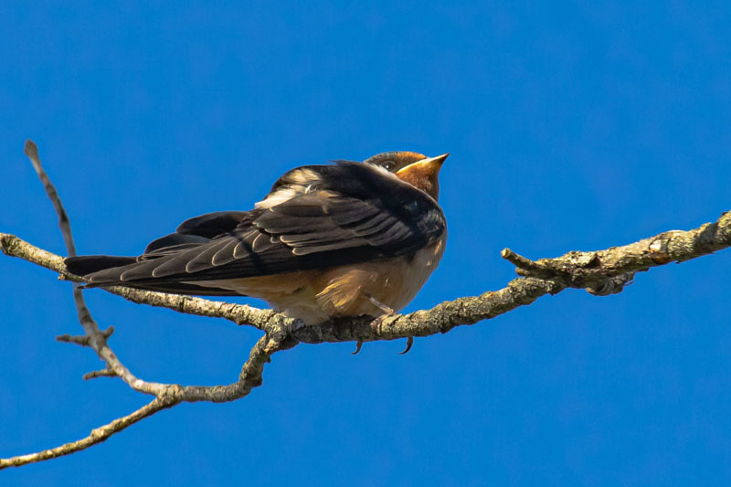 Juvenile Barn Swallow looking upward with a bright catchlight and yellow gape