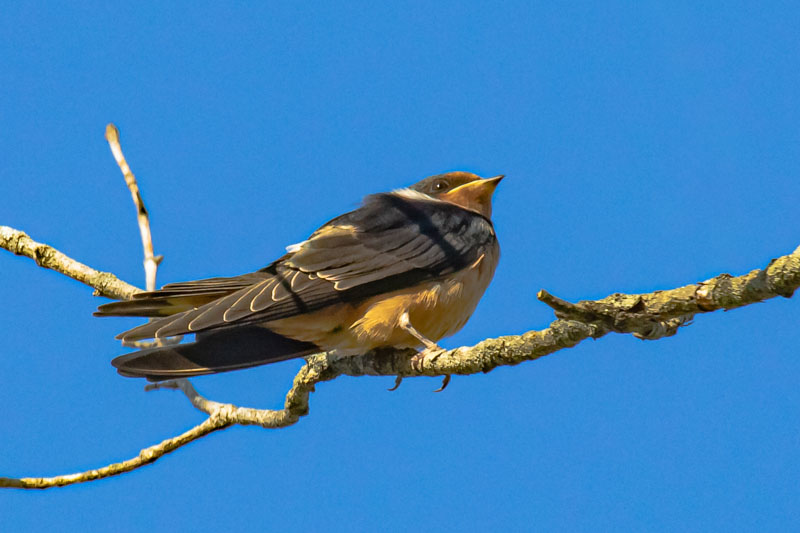 Juvenile Barn Swallow perched in profile showing layered wing feathers and a bright catchlight