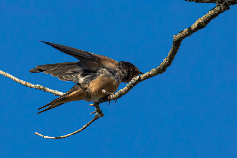 Juvenile Barn Swallow lifting a wing with neck and body feathers ruffled