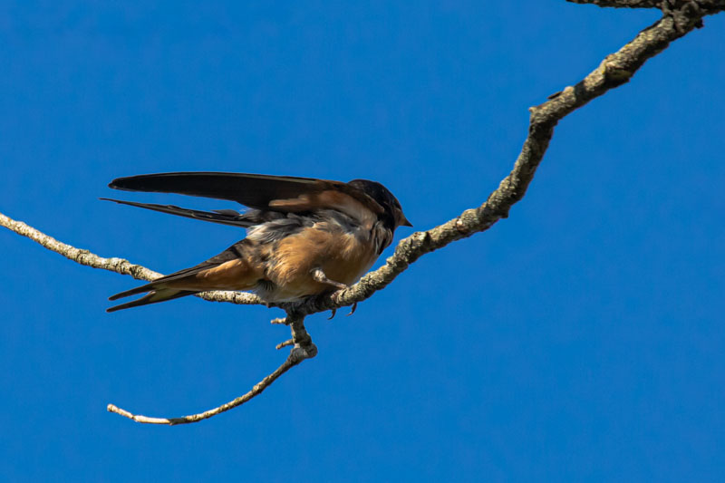 Juvenile Barn Swallow lifting and partly opening its wings while perched