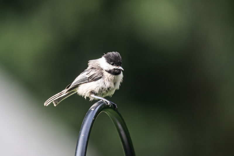 Black-capped Chickadee with ruffled gray feathers facing slightly forward from the top of a curved metal perch.