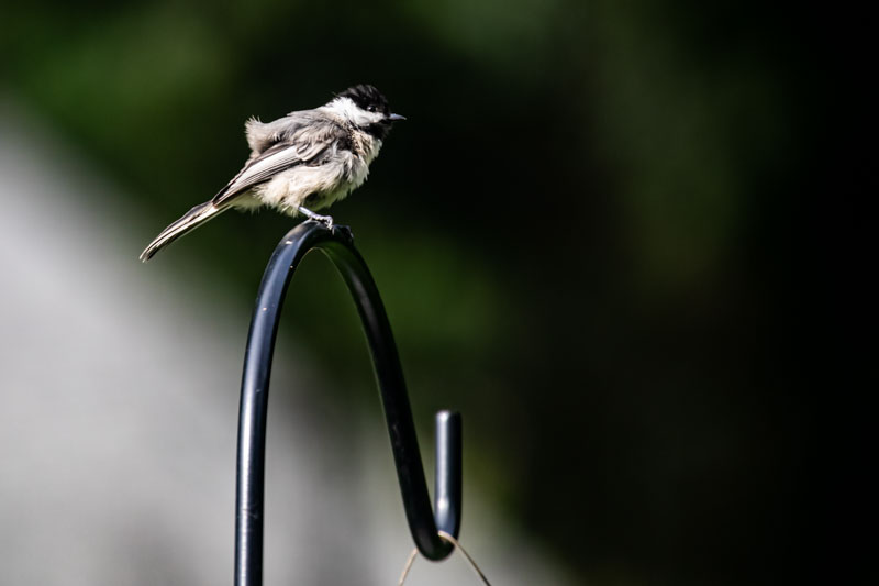 Black-capped Chickadee