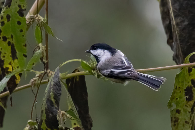 Black-capped Chickadee