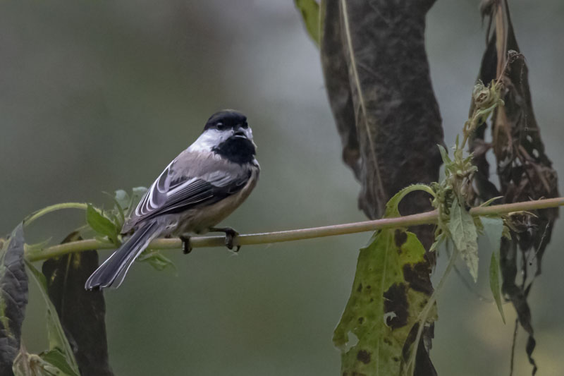 Black-capped Chickadee alternate description