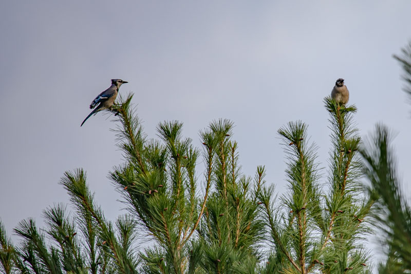 Landing Nearby