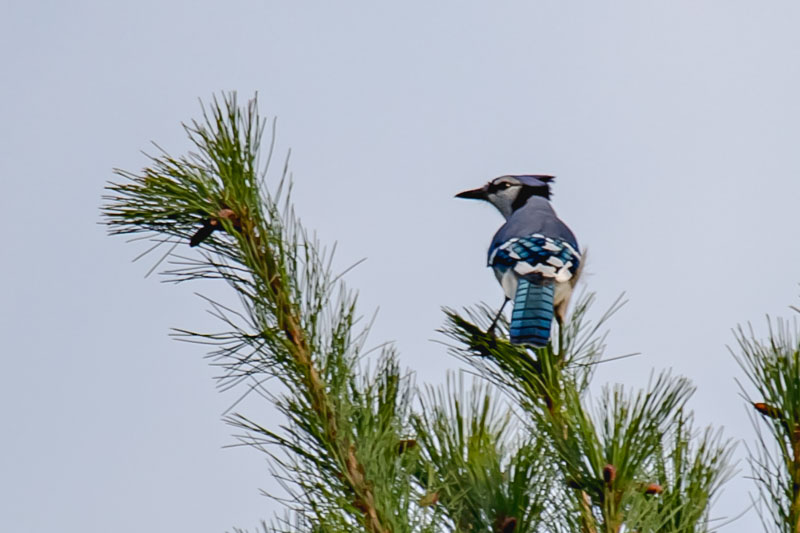 Blue Jay