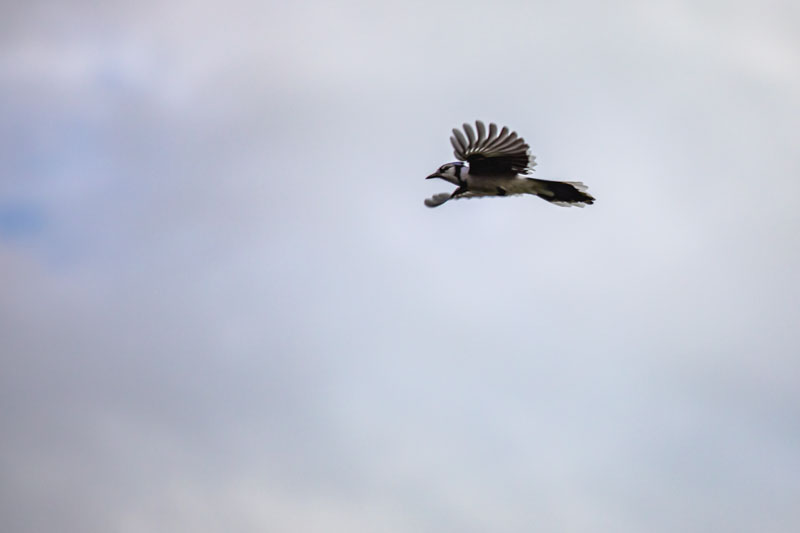 Blue Jay in flight with wings spread against a pale sky