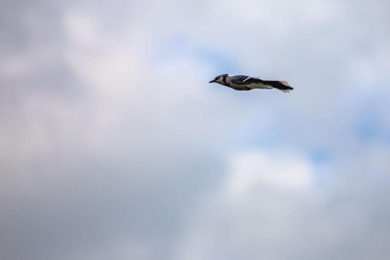 Through Open Sky