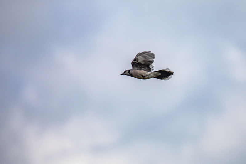 On the Wing