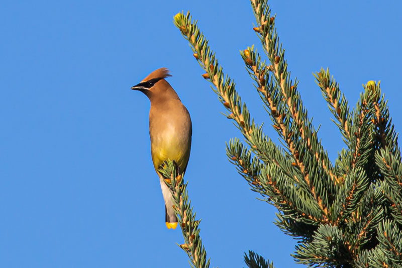 Cedar Waxwing perched high in a spruce tree